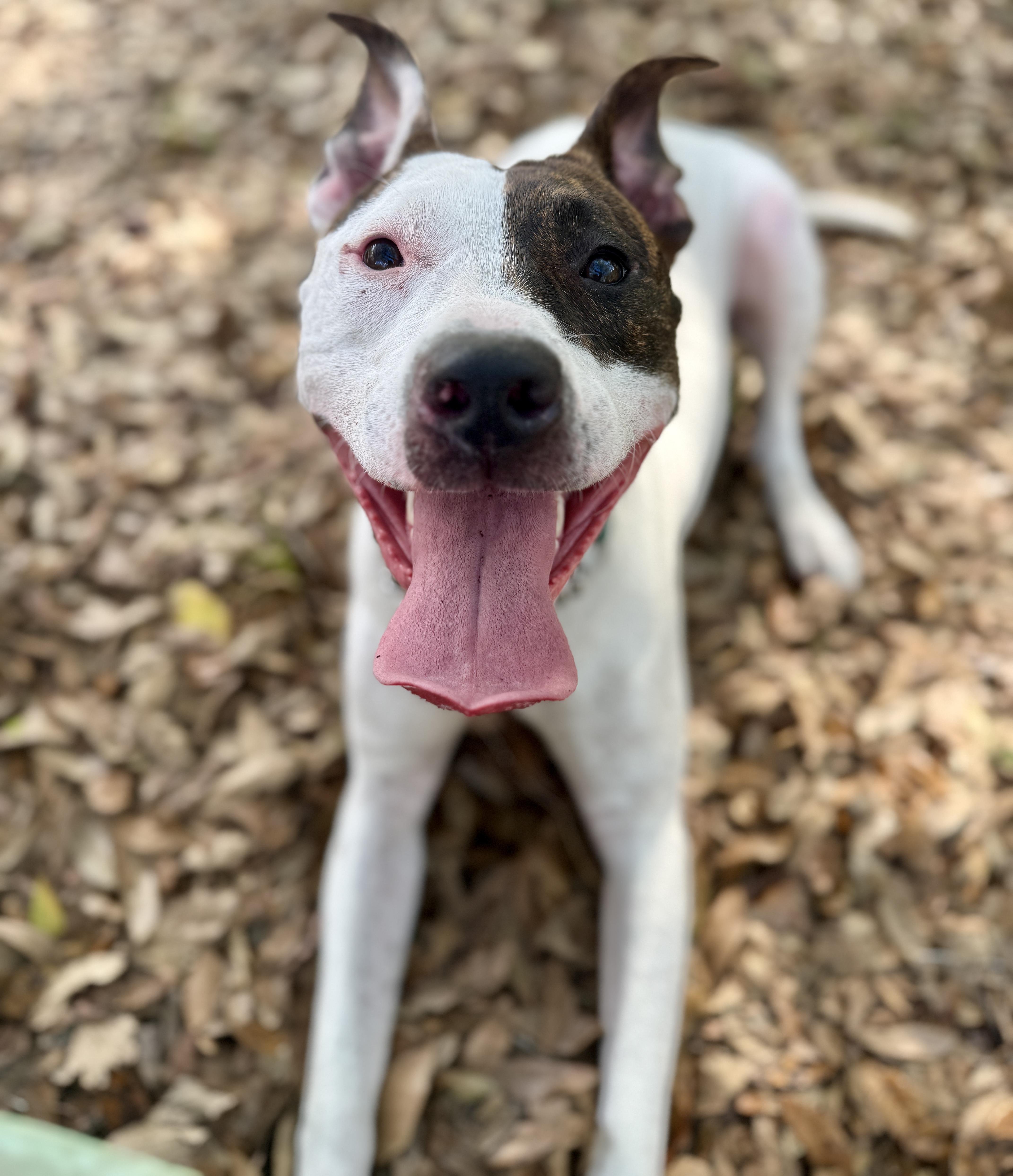 Enlarge Lilli, a ADOPTABLE mixed breed in Deltona, FL image 4/6