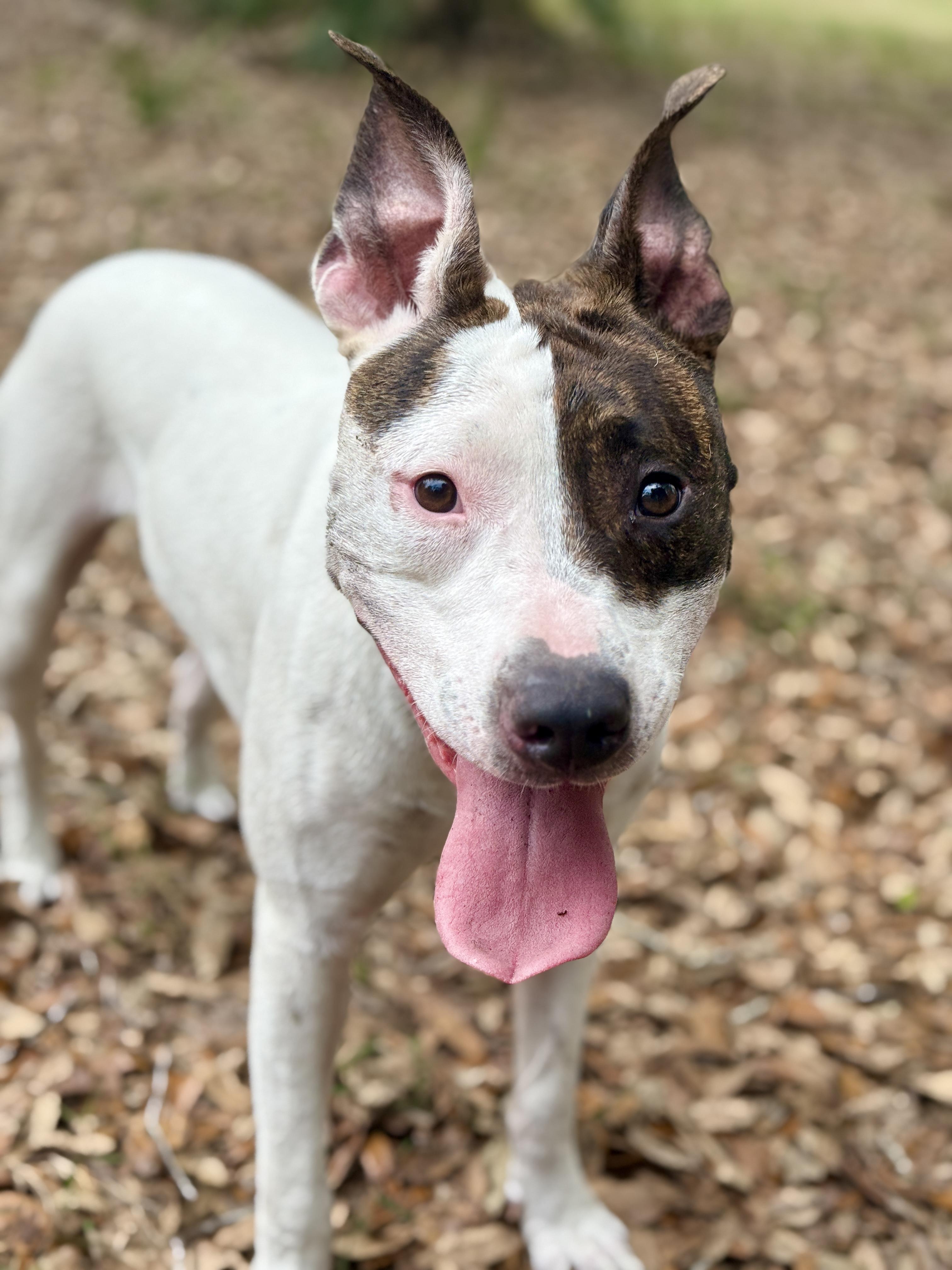 Enlarge Lilli, a ADOPTABLE mixed breed in Deltona, FL image 2/6