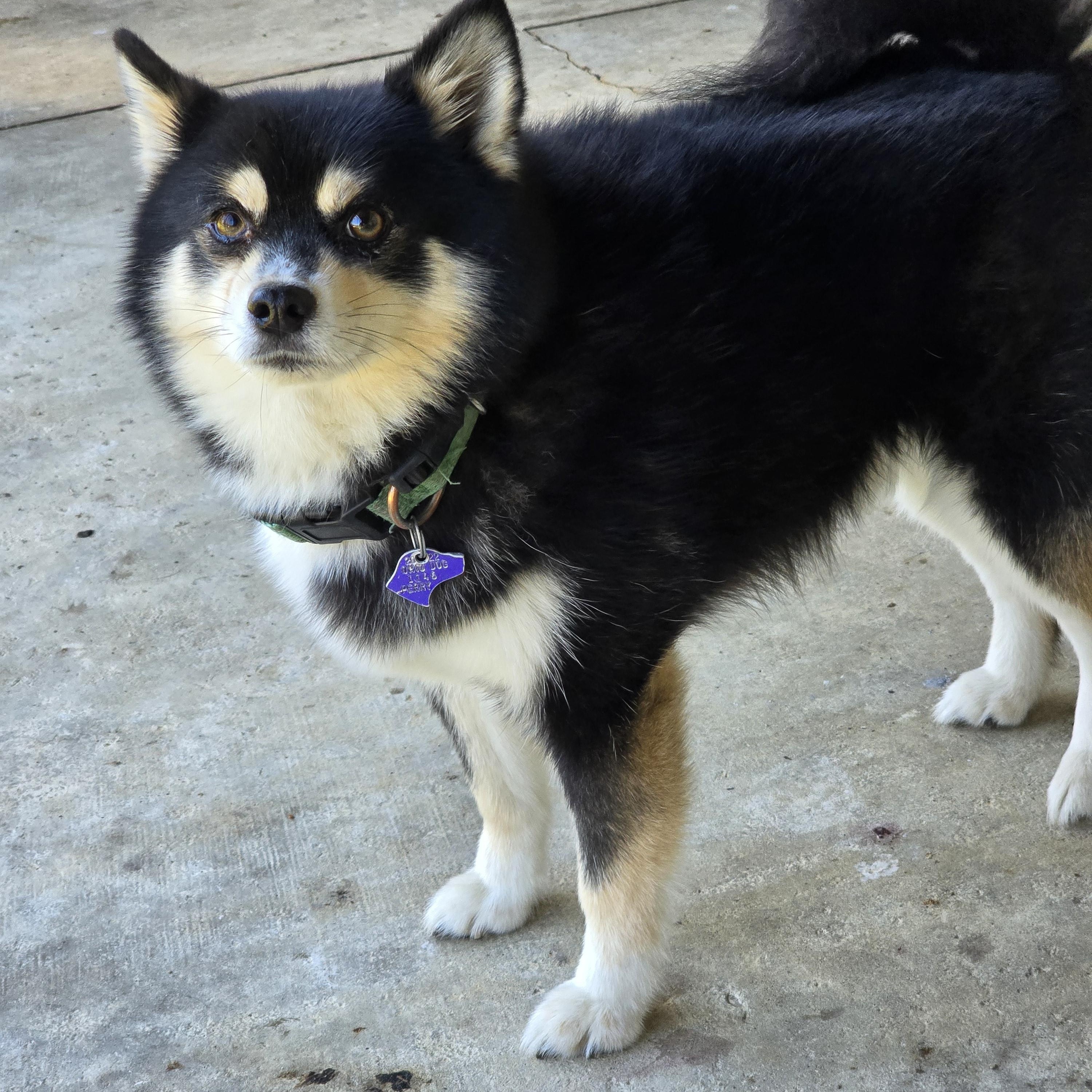 Lucky, Adoptable, Adult Male Pomeranian & Husky.