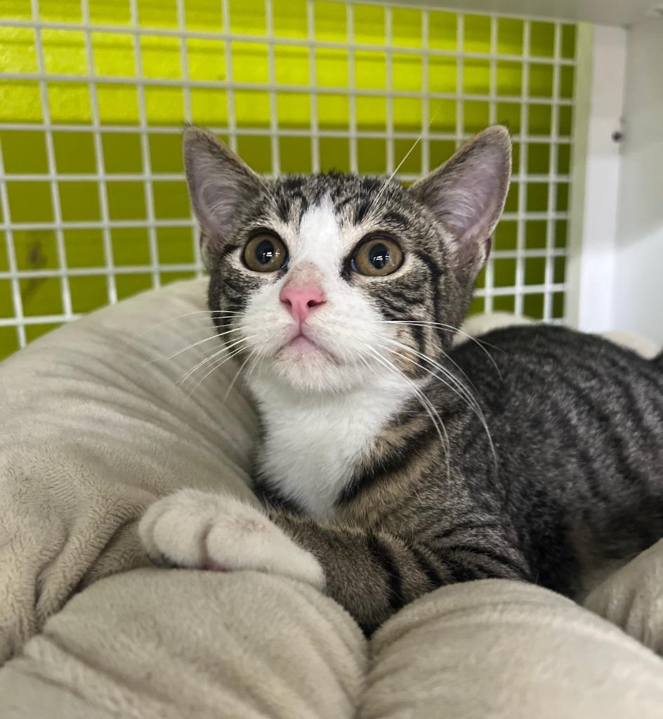 Enlarge Australia, a Adoptable mixed breed in El Cajon, CA image 1/1