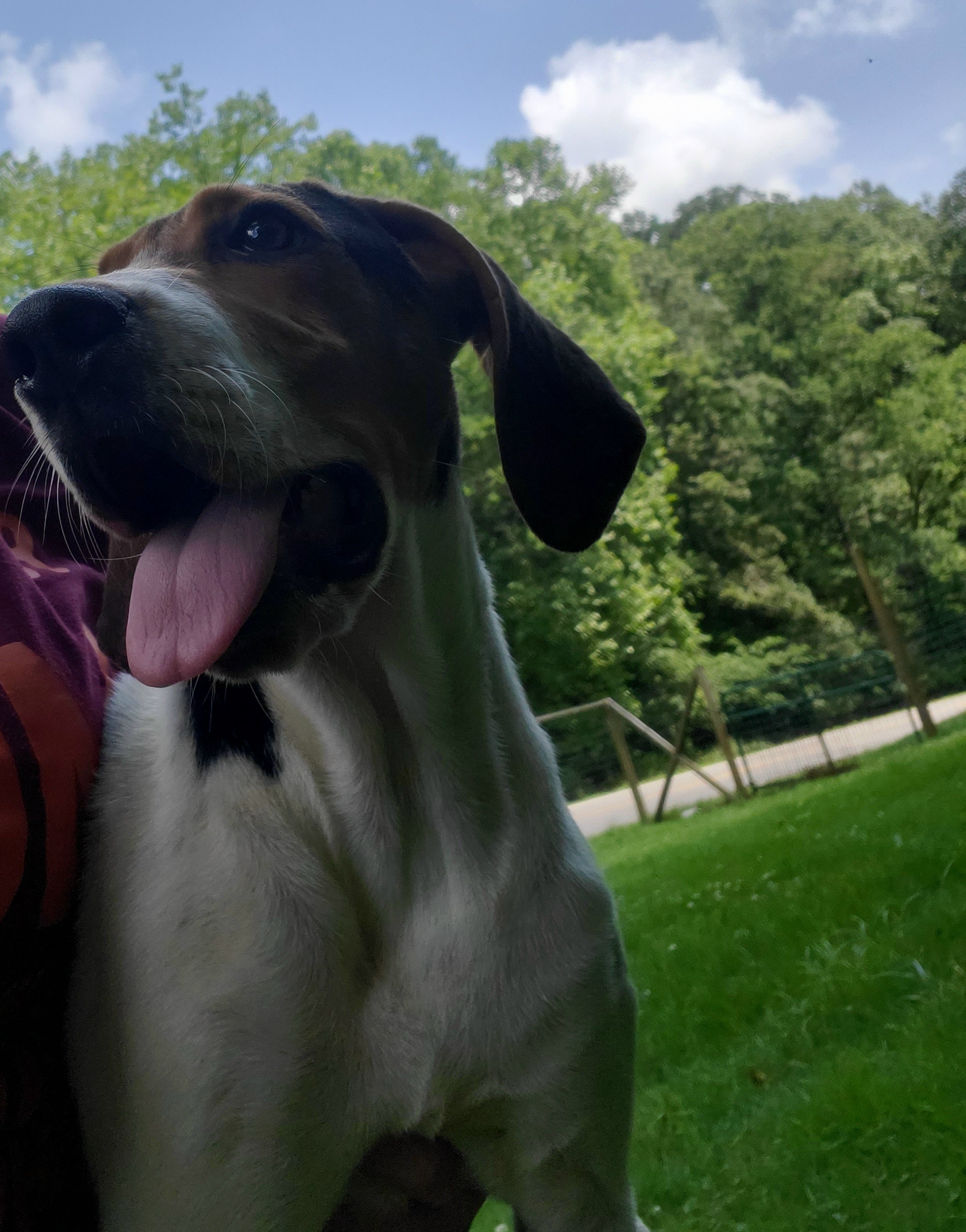 Faith, an adoptable Mixed Breed in Long Bottom, OH, 45743 | Photo Image 1