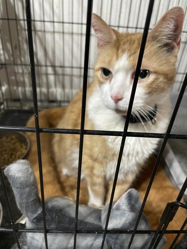 Curley, Adopted, Adult Male Domestic Medium Hair.