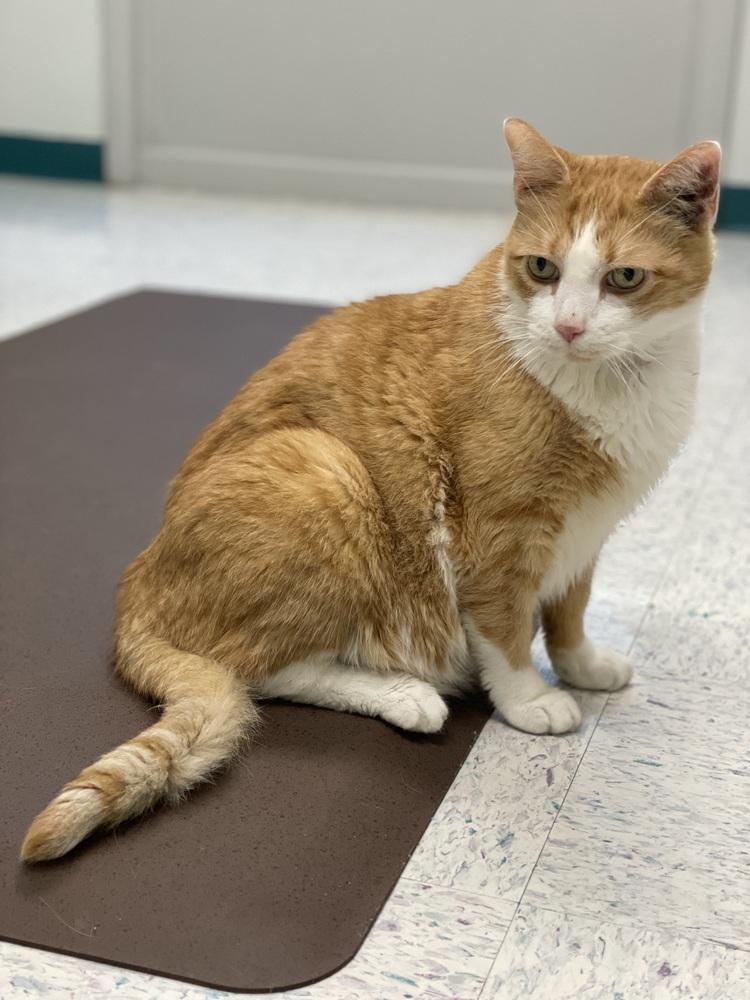 Enlarge Curley, a Adopted mixed breed in Olyphant, PA image 2/6