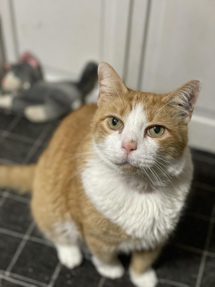 Enlarge Curley, a Adopted mixed breed in Olyphant, PA image 3/6