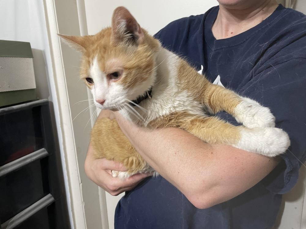 Enlarge Curley, a Adopted mixed breed in Olyphant, PA image 4/6