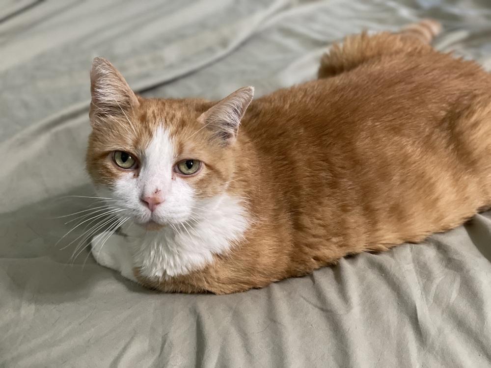 Enlarge Curley, a Adopted mixed breed in Olyphant, PA image 5/6