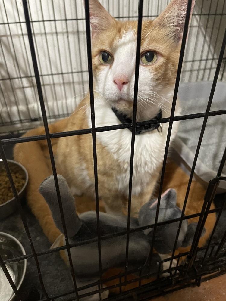 Enlarge Curley, a Adopted mixed breed in Olyphant, PA image 6/6