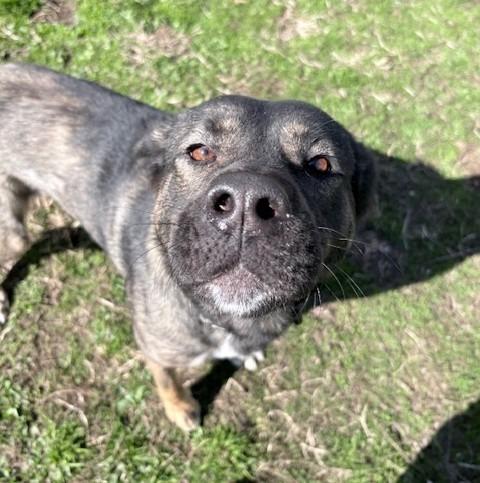 Lexi, Adoptable, Young Female Australian Shepherd & Shepherd.