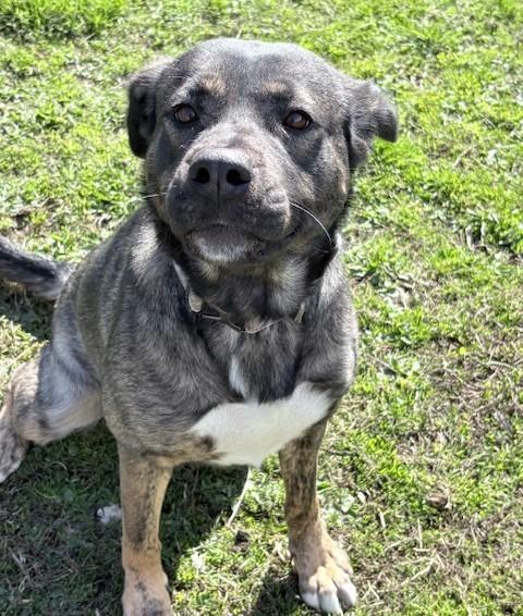 Lexi, a Adoptable mixed breed in Ogdensburg, NY image 2/4