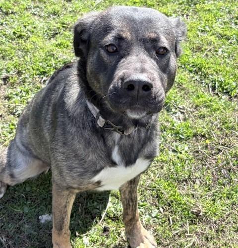 Lexi, a Adoptable mixed breed in Ogdensburg, NY image 3/4