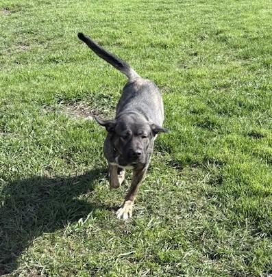 Lexi, a Adoptable mixed breed in Ogdensburg, NY image 4/4