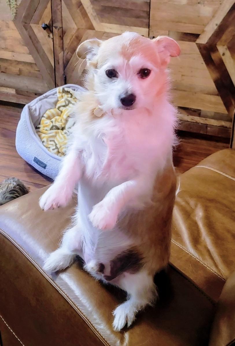 Enlarge Charlie, a Adoptable mixed breed in Austin, TX image 3/5