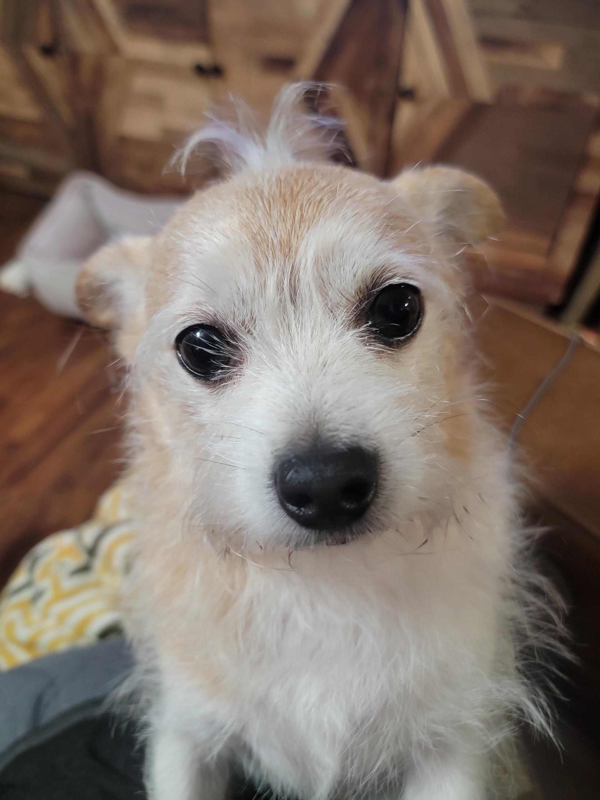 Charlie, Adoptable, Adult Male Cairn Terrier & Chihuahua.