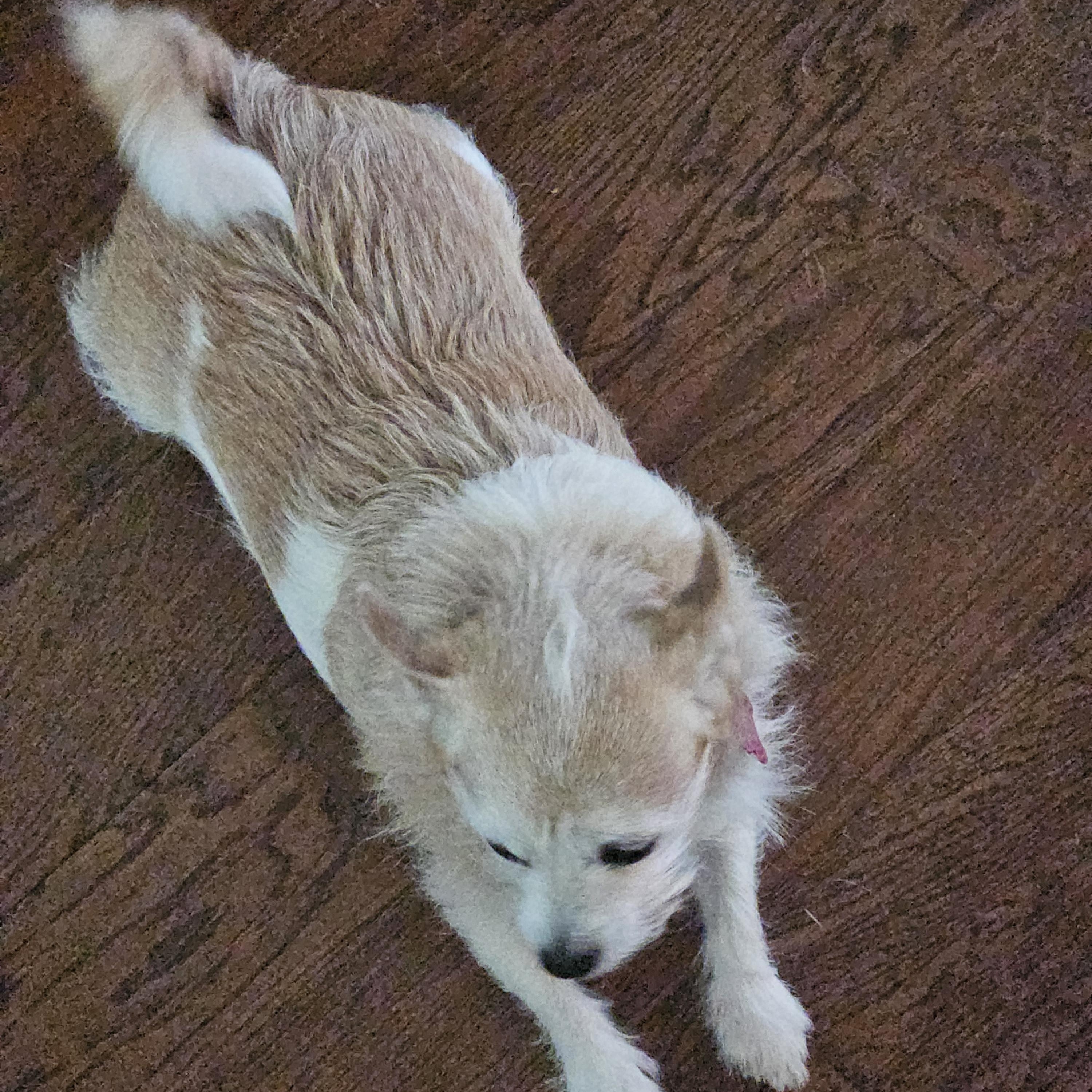 Enlarge Charlie, a Adoptable mixed breed in Austin, TX image 5/5