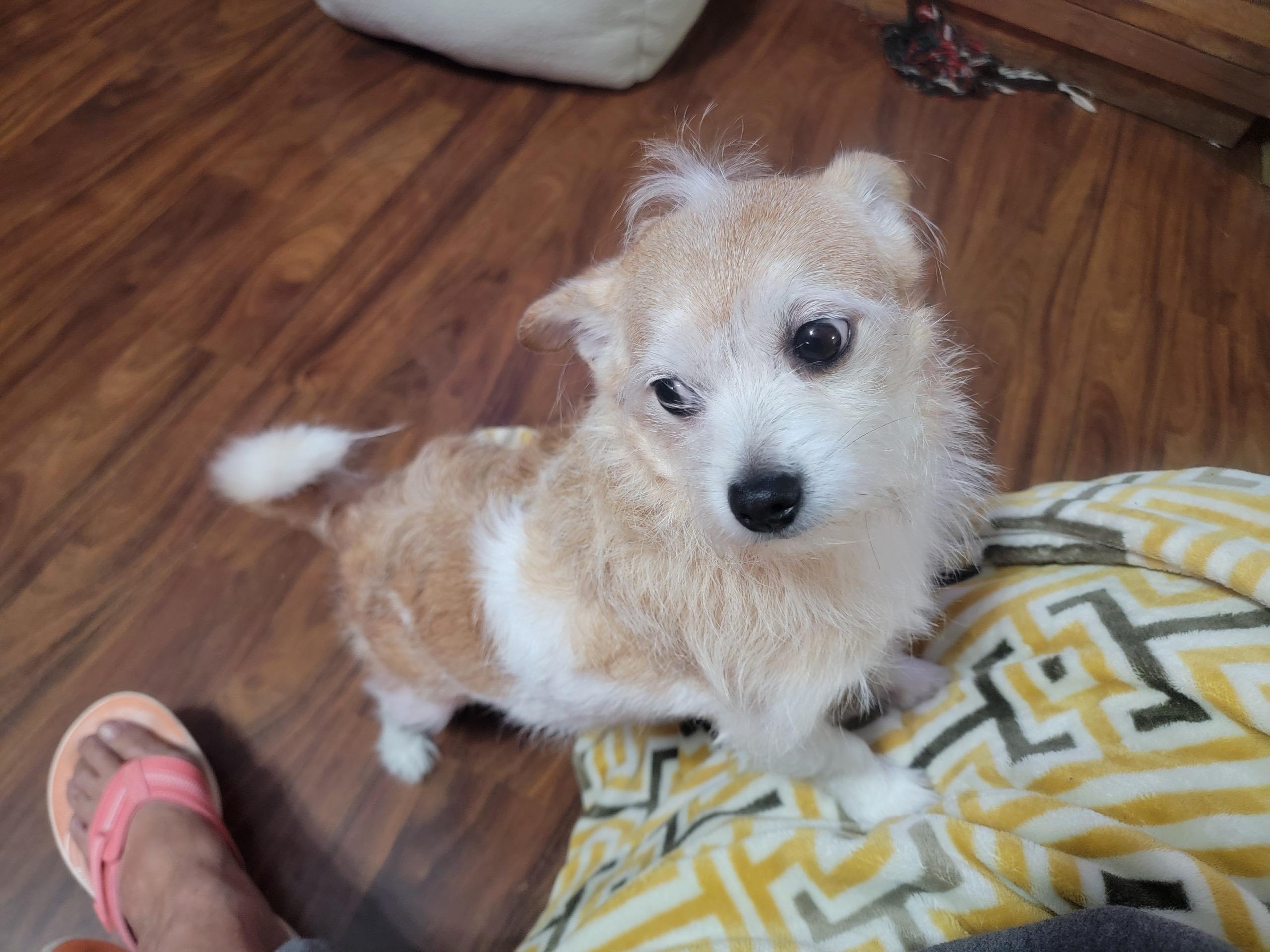 Enlarge Charlie, a Adoptable mixed breed in Austin, TX image 4/5