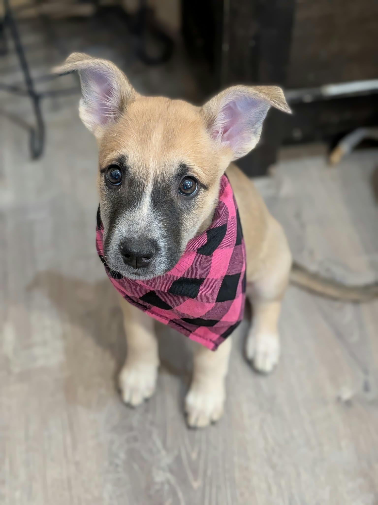 Enlarge Socks, a Adoptable mixed breed in Las Vegas, NV image 1/1