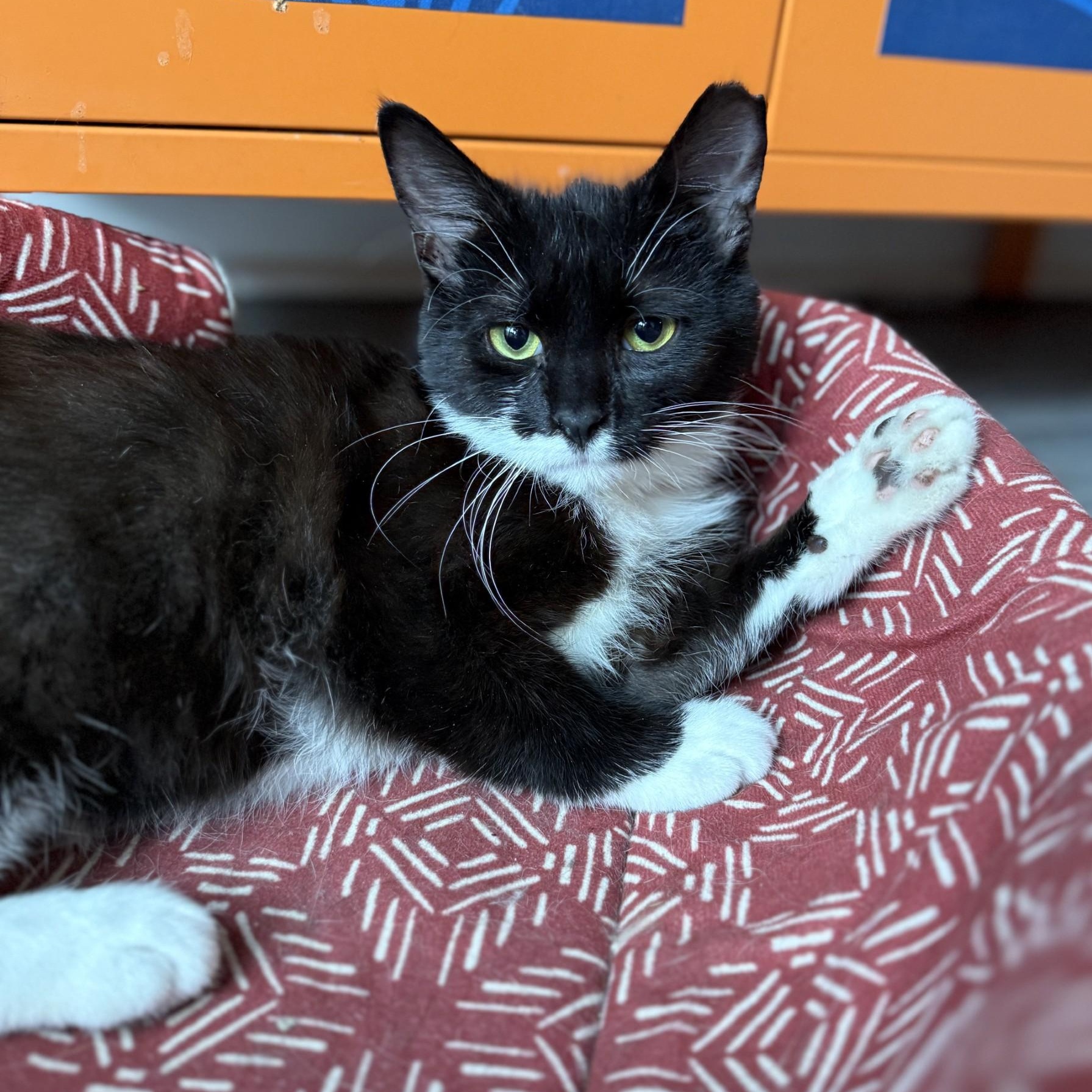 Enlarge Cardboard (Cardi B), a ADOPTABLE Domestic Short Hair in Charlotte, NC image 4/6