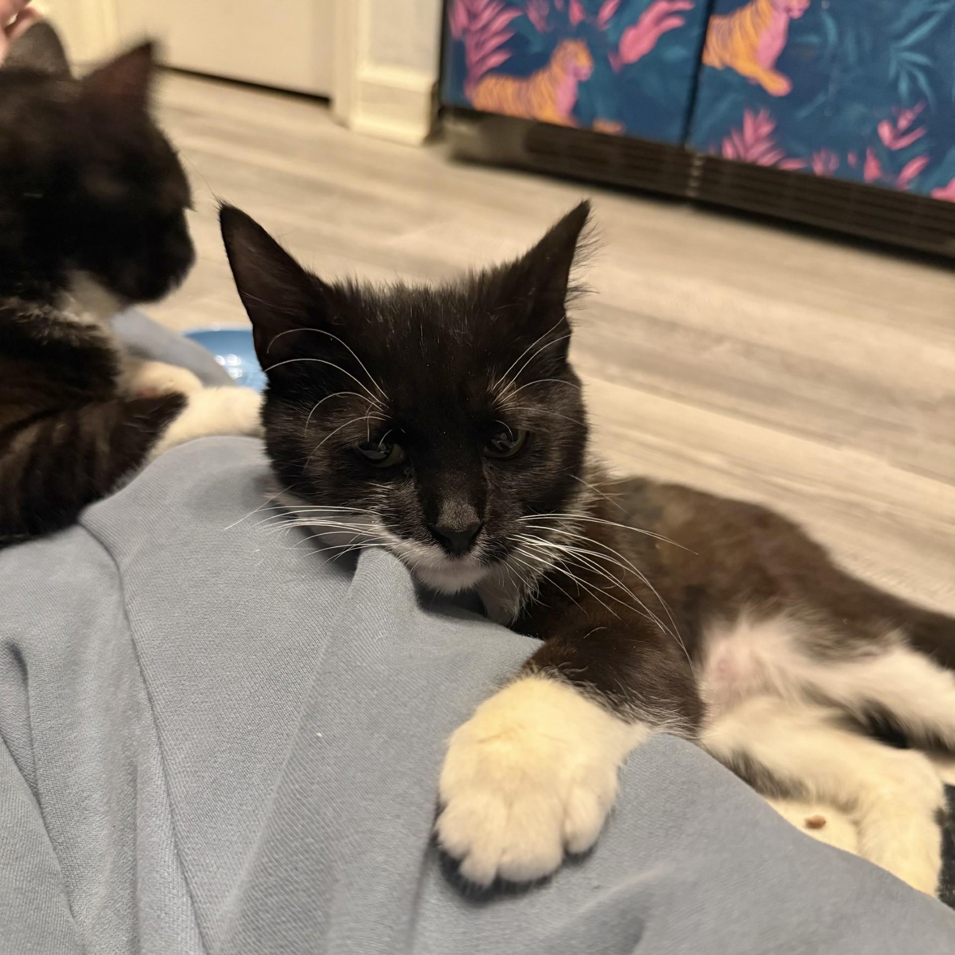 Enlarge Cardboard (Cardi B), a ADOPTABLE Domestic Short Hair in Charlotte, NC image 5/6