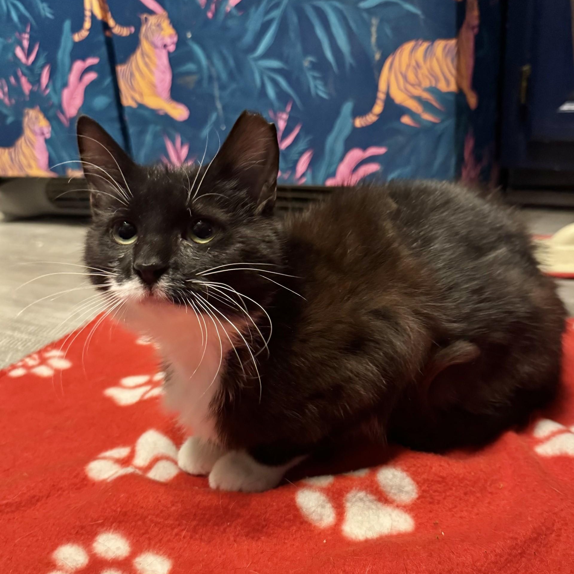 Enlarge Cardboard (Cardi B), a ADOPTABLE Domestic Short Hair in Charlotte, NC image 6/6