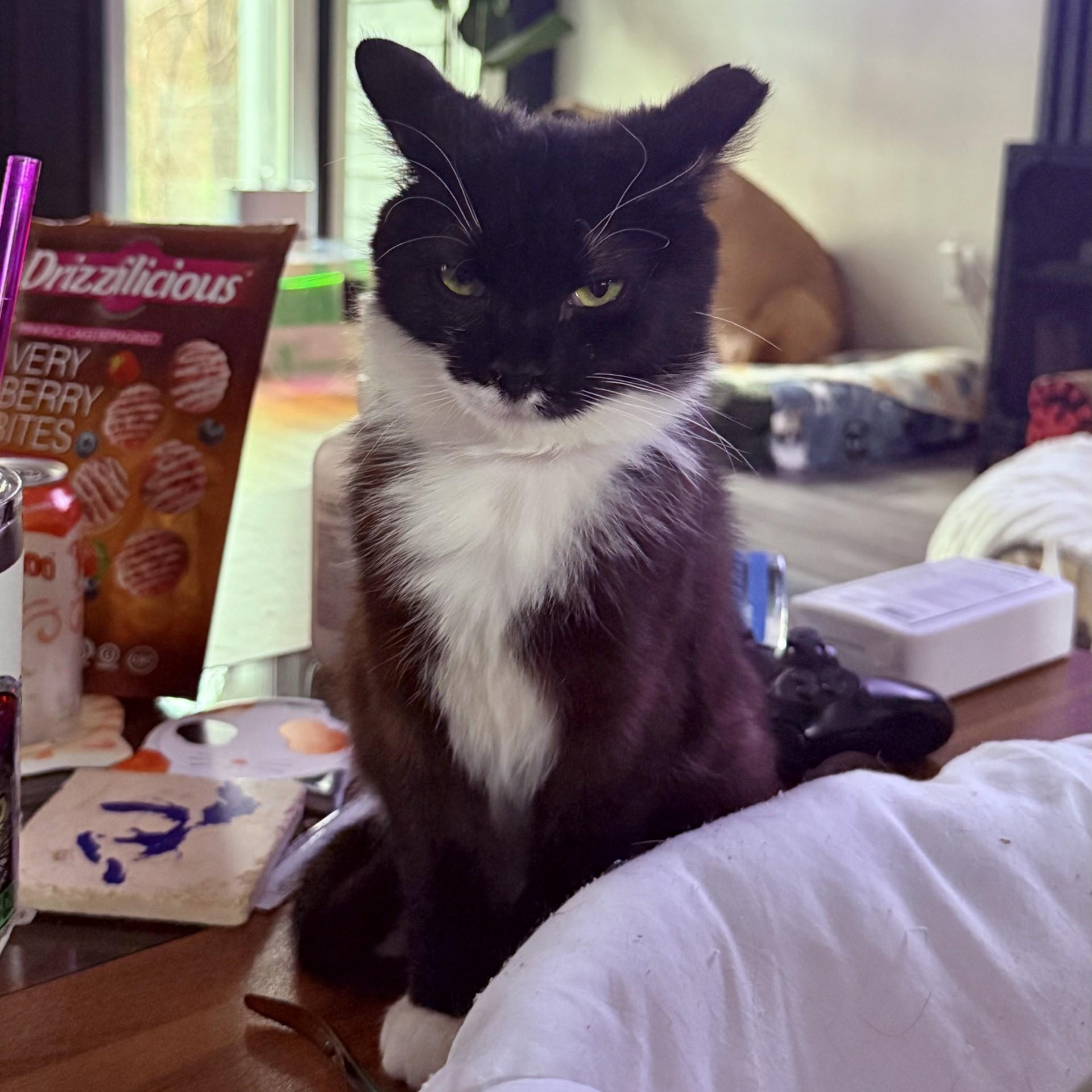 Enlarge Cardboard (Cardi B), a ADOPTABLE Domestic Short Hair in Charlotte, NC image 3/6