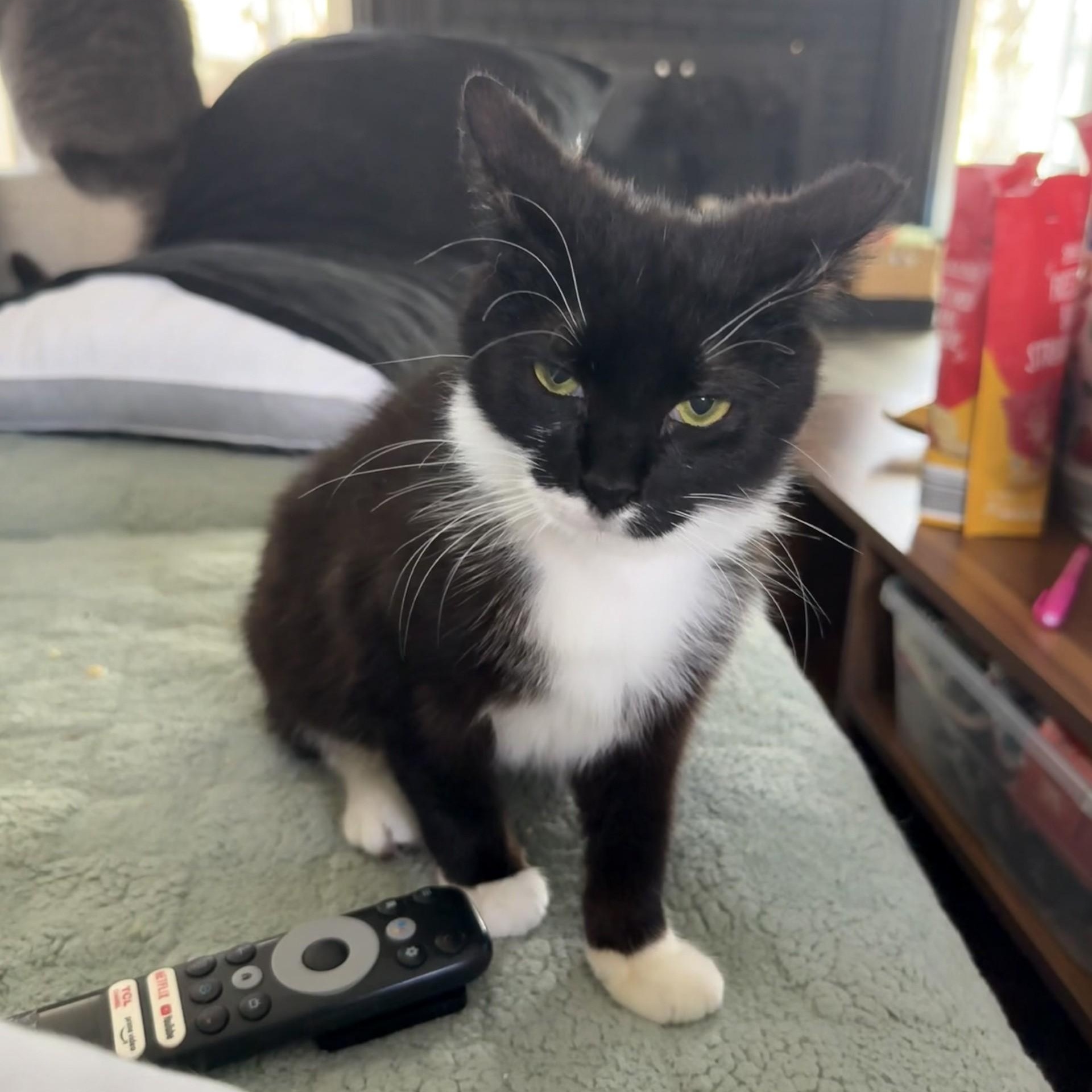 Cardboard (Cardi B), ADOPTABLE, Kitten Female Domestic Short Hair.