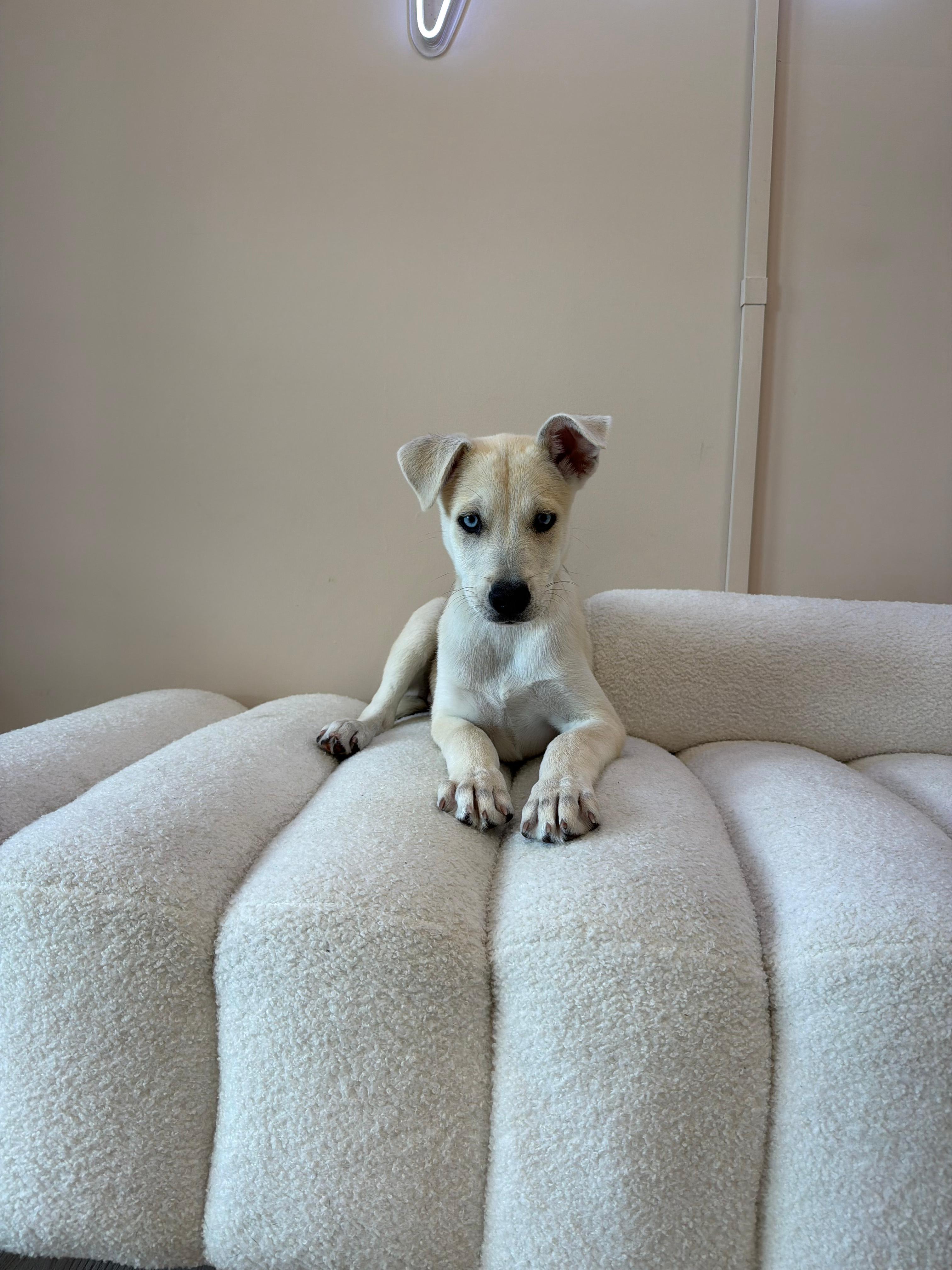 Sweet Tart, Adoptable, Puppy Female Husky.