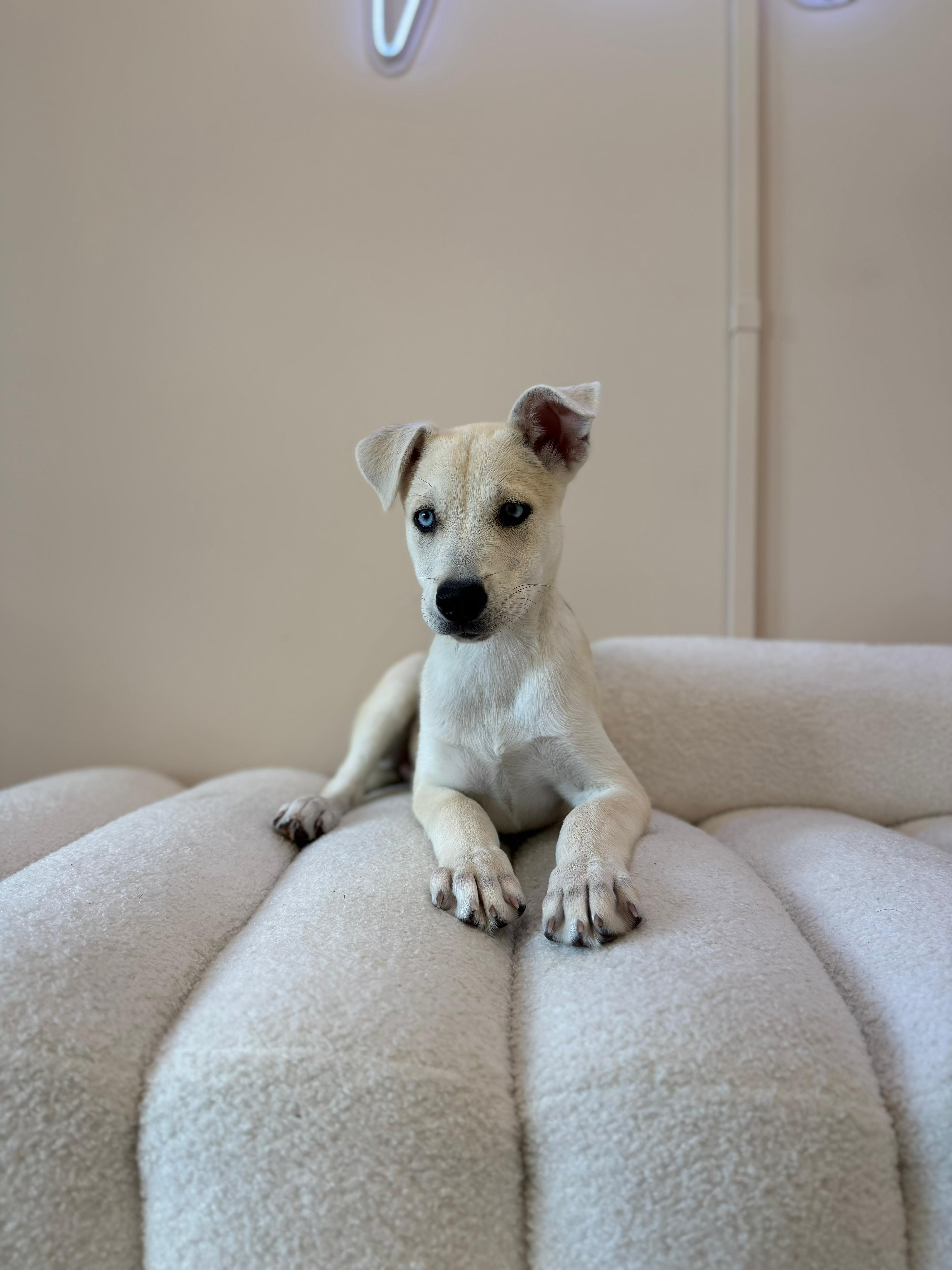 Enlarge Sweet Tart, a Adoptable mixed breed in Miami, FL image 2/2