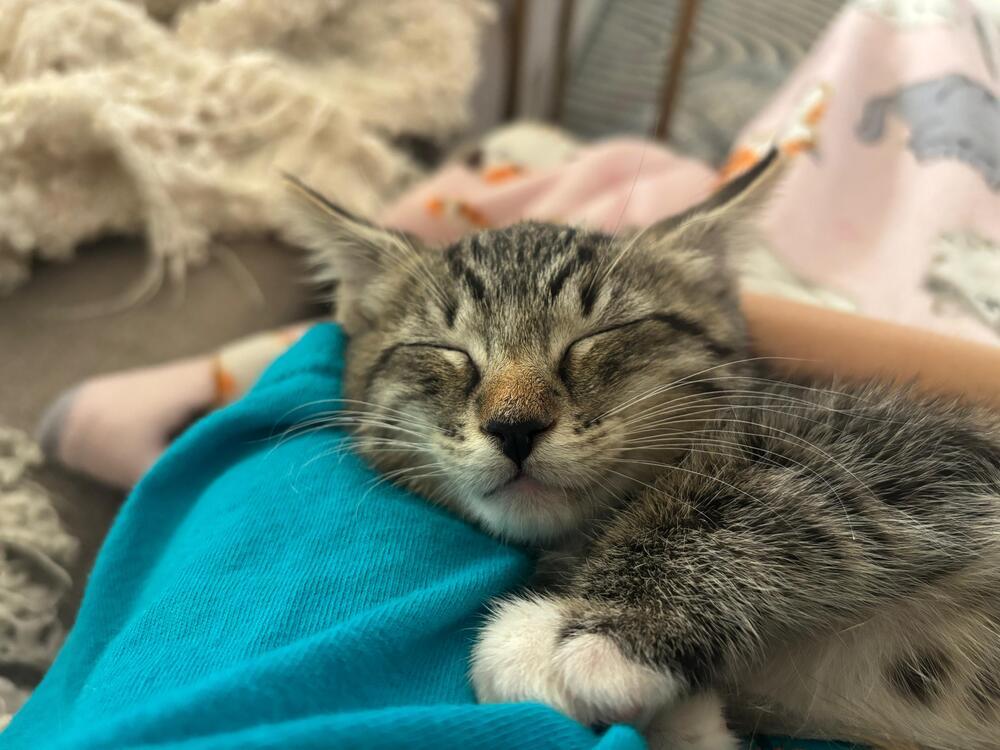 Taco, a Adoptable Domestic Short Hair in Orlando, FL image 2/3