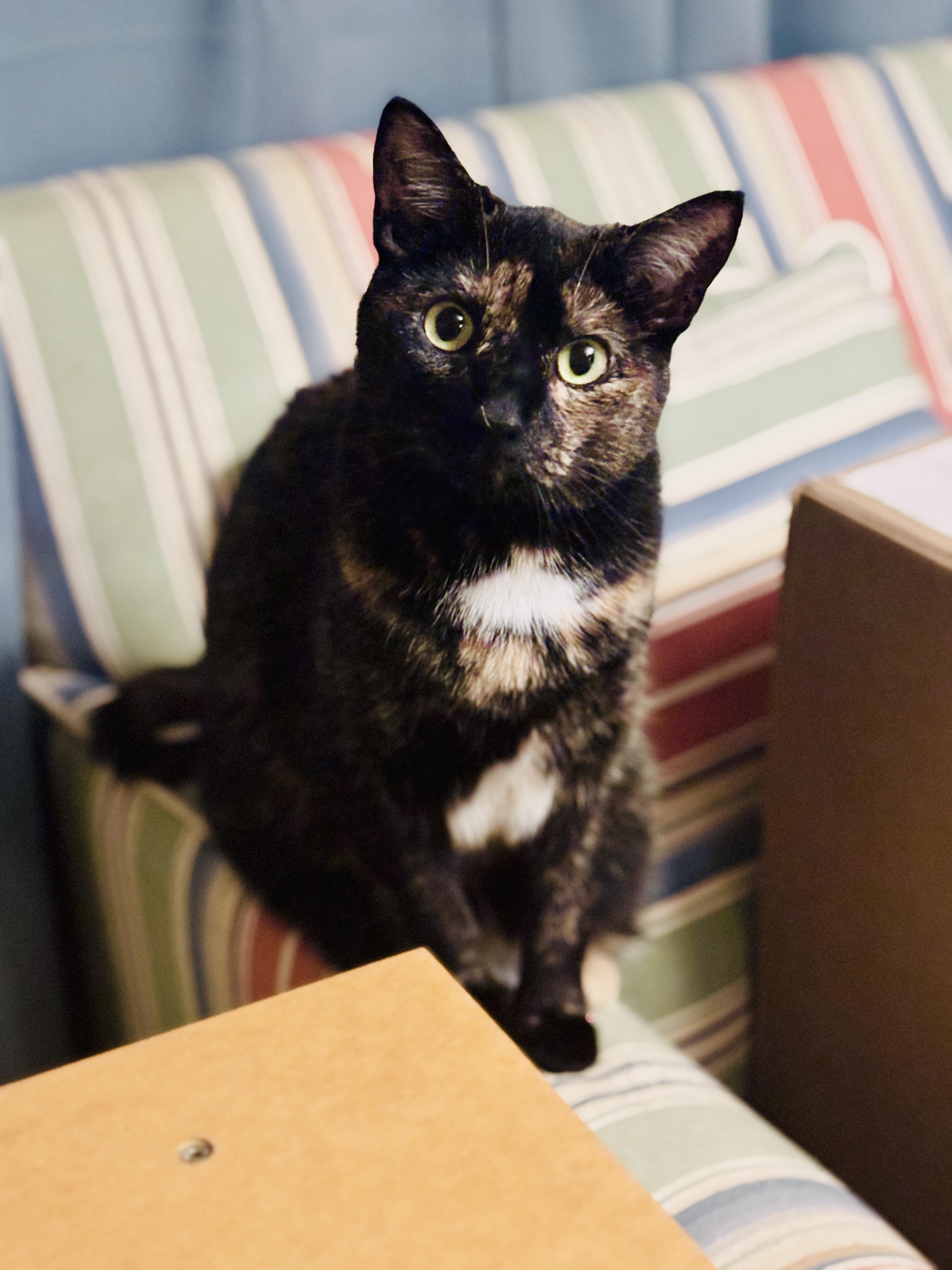 Tina, Adoptable, Adult Female Domestic Short Hair.