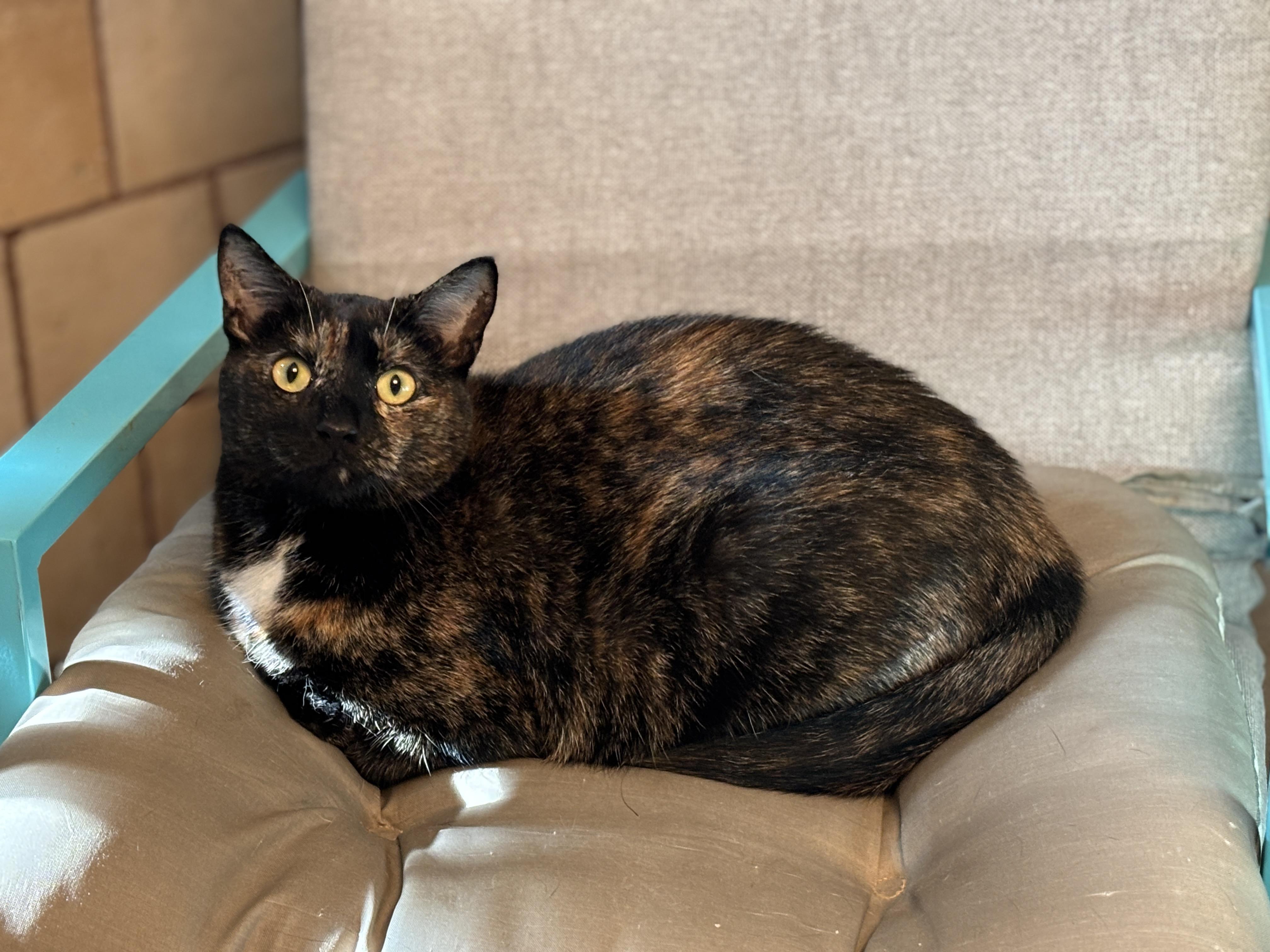 Enlarge Tina, a Adoptable mixed breed in Vineyard Haven, MA image 2/4