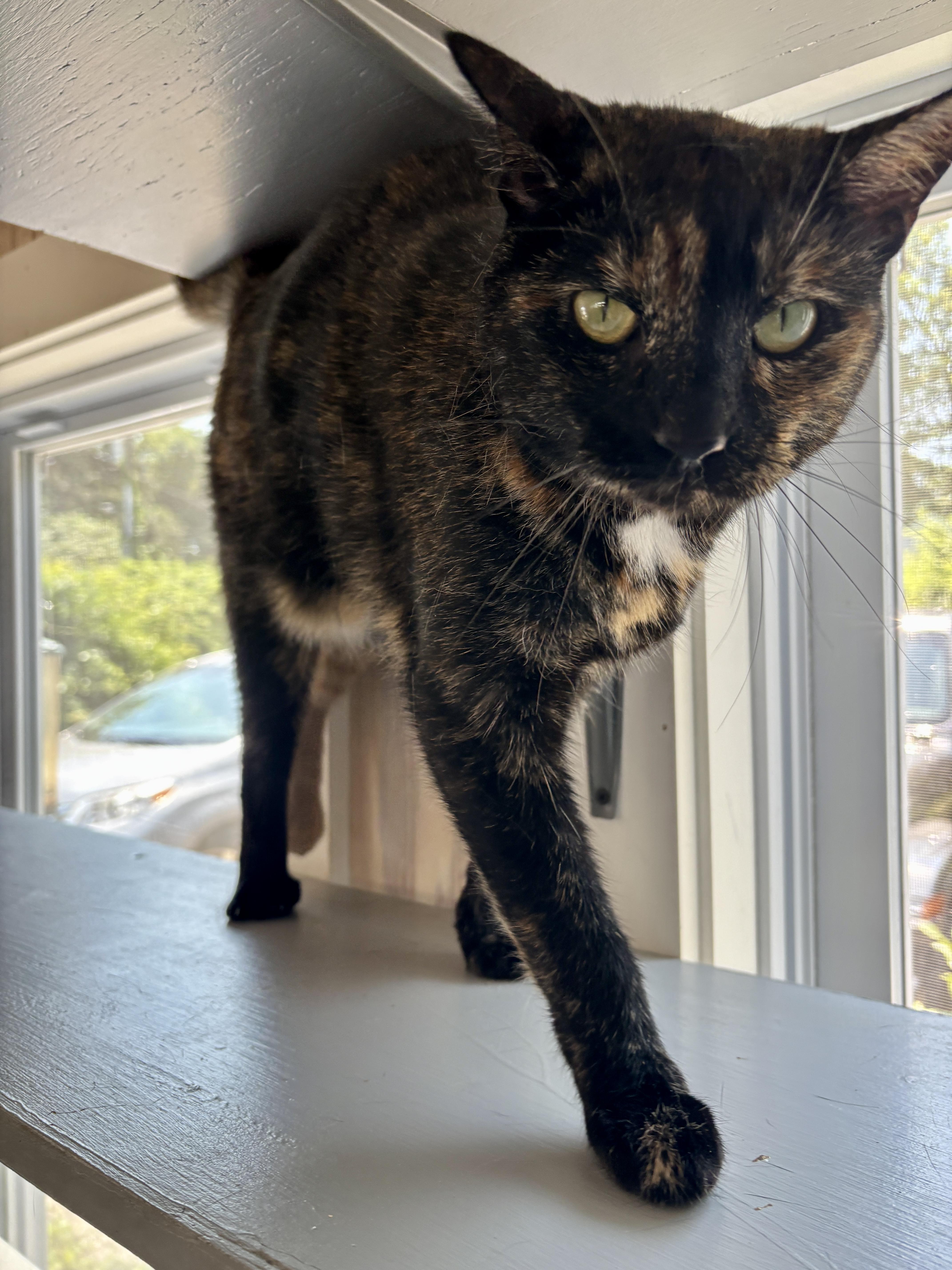Tina, a Adoptable mixed breed in Vineyard Haven, MA image 6/6