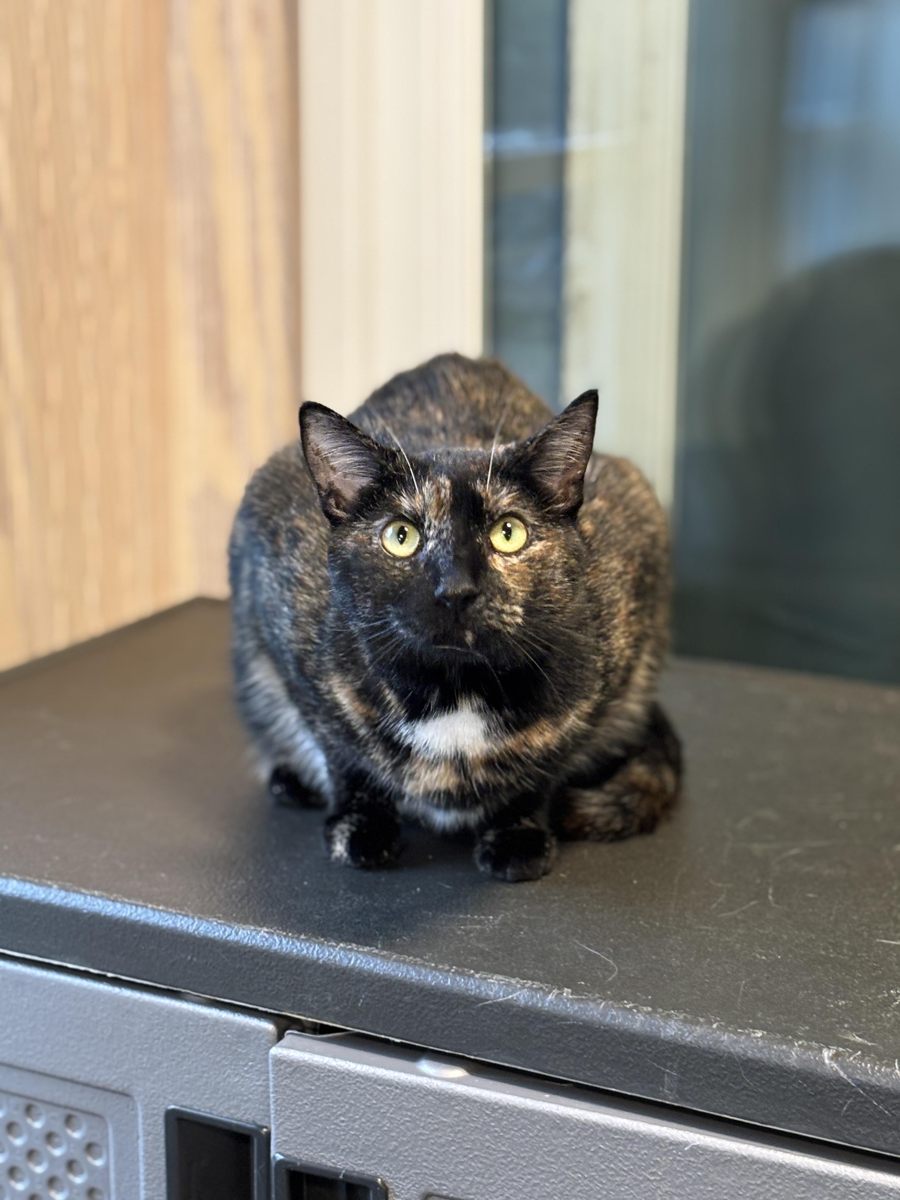 Enlarge Tina, a Adoptable mixed breed in Vineyard Haven, MA image 3/4