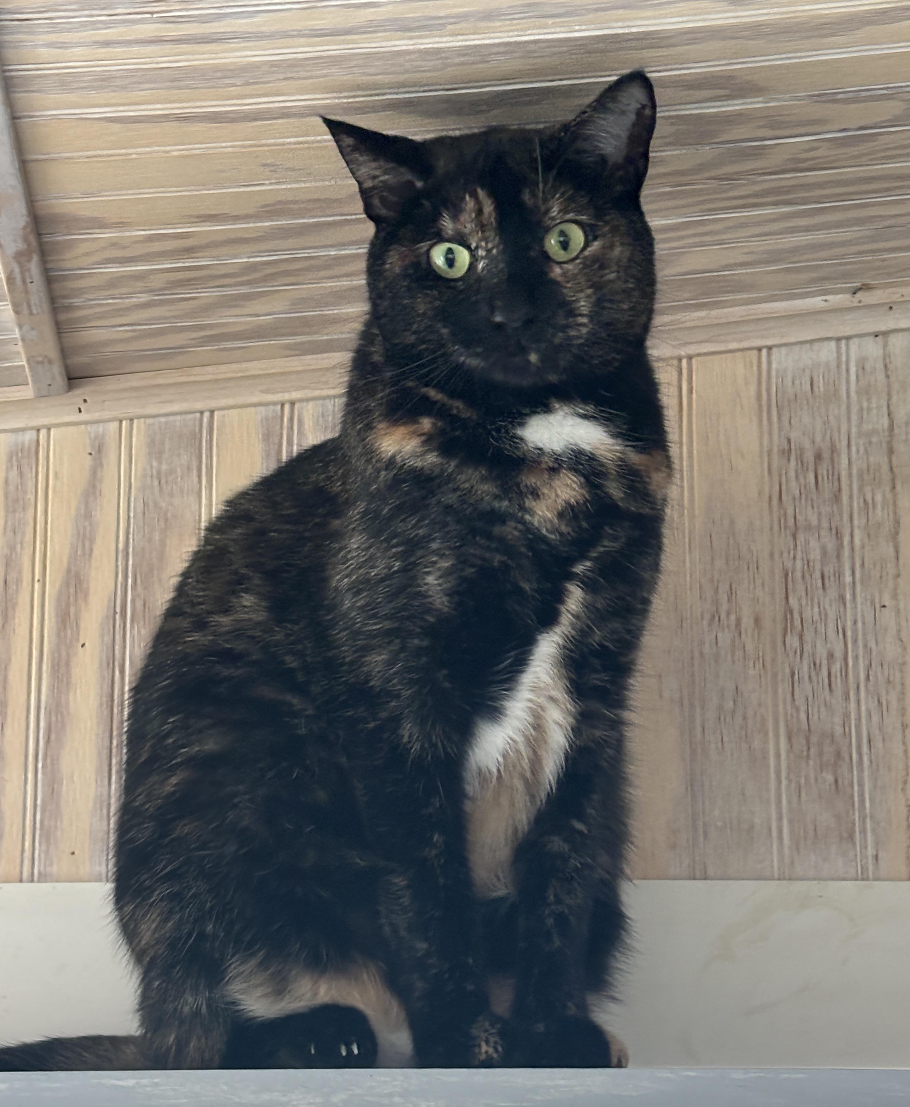 Tina, Adoptable, Adult Female Domestic Short Hair.