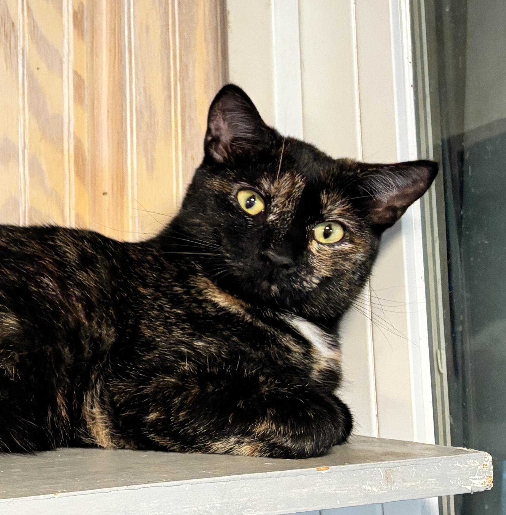 Enlarge Tina, a Adoptable mixed breed in Vineyard Haven, MA image 4/4