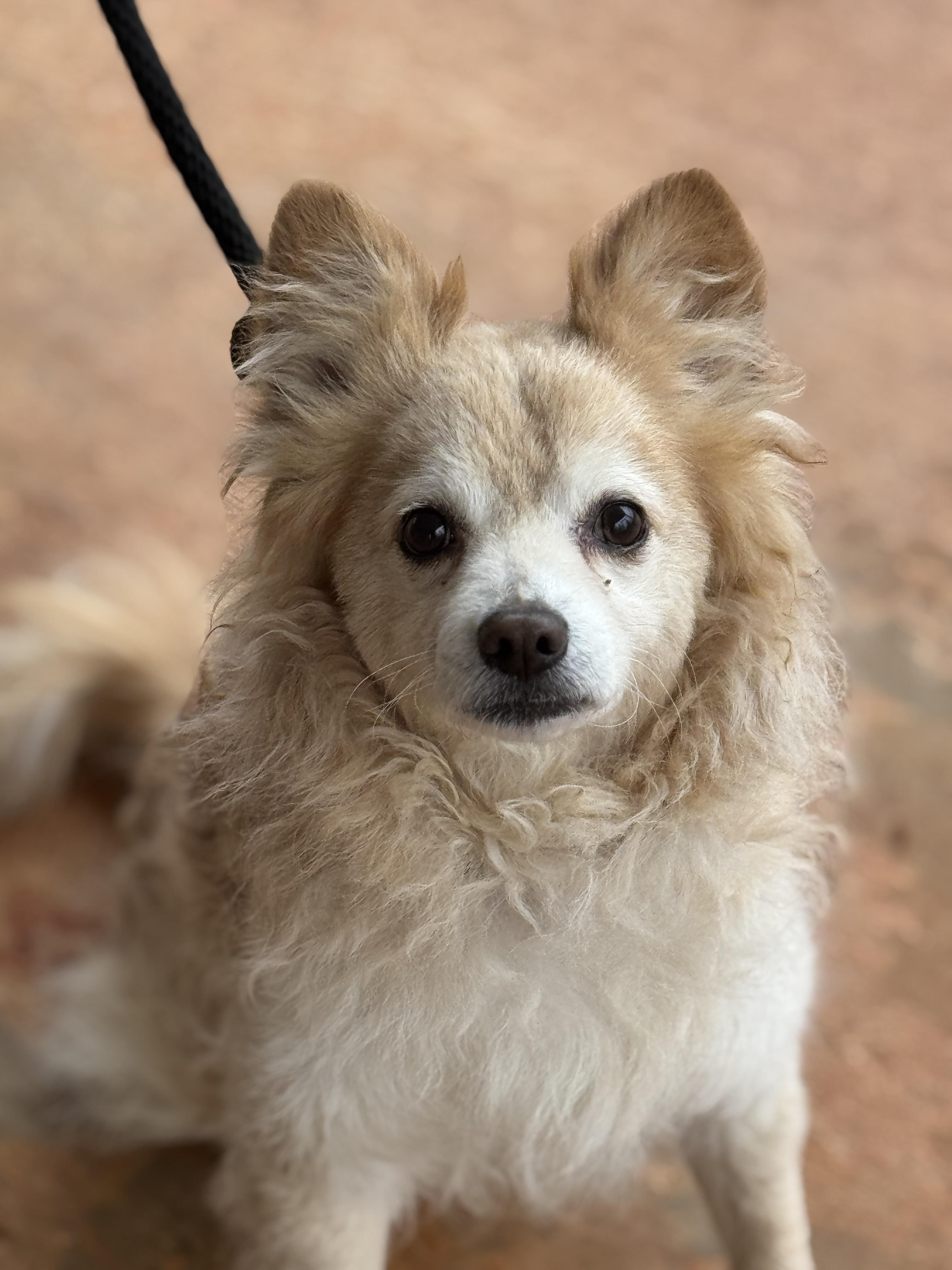 Aries, ADOPTABLE, Adult Male Pomeranian.