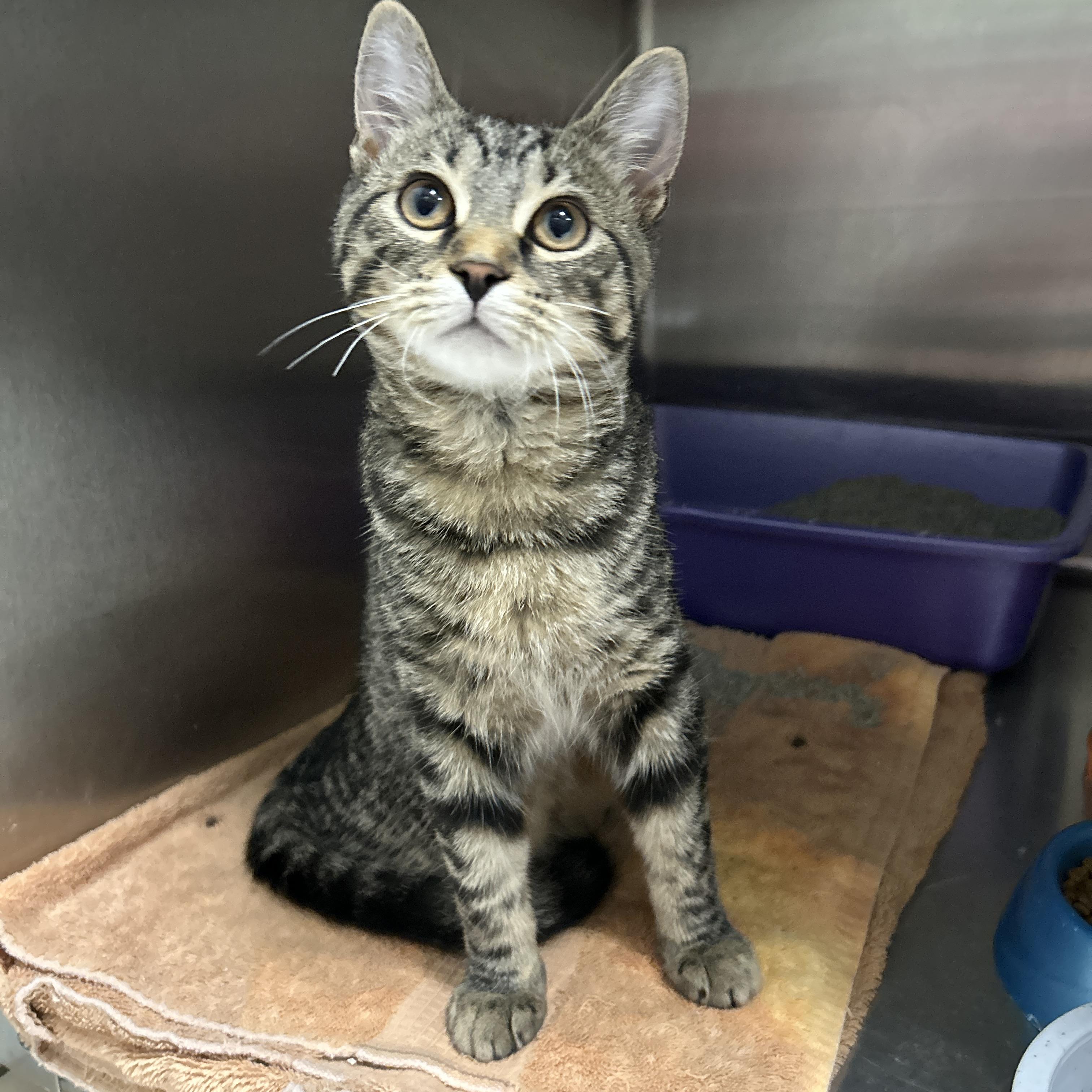 Enlarge Mighty Eagle, an adopted Domestic Short Hair in La Grange Park, IL image 4/5