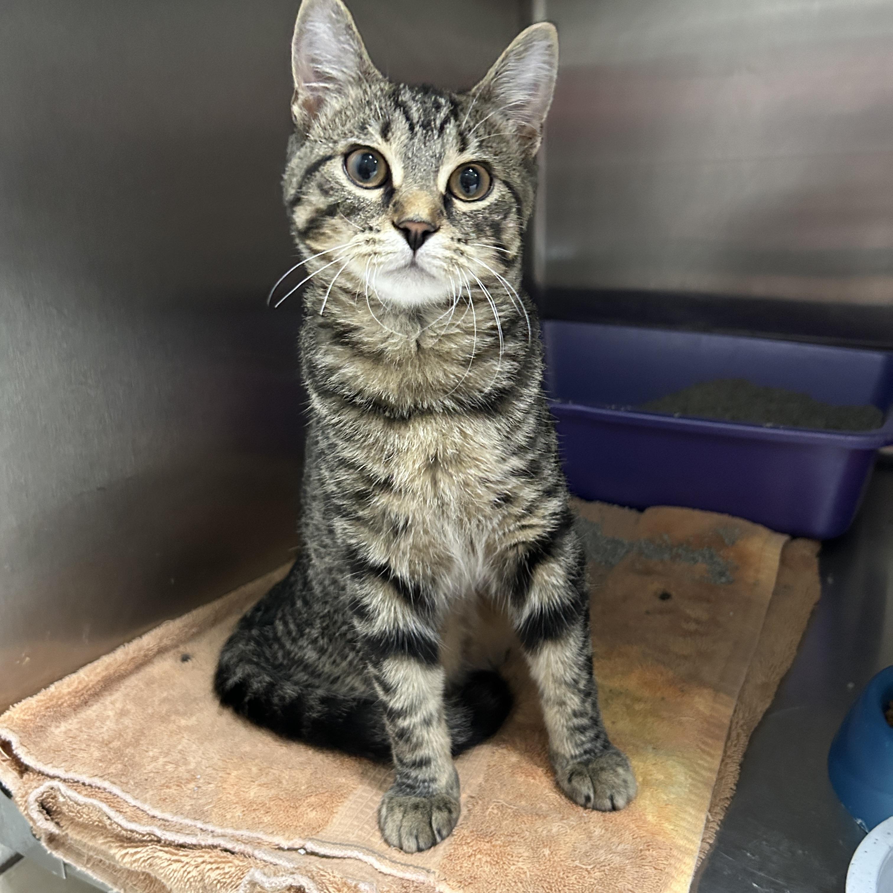 Enlarge Mighty Eagle, an adopted Domestic Short Hair in La Grange Park, IL image 2/5