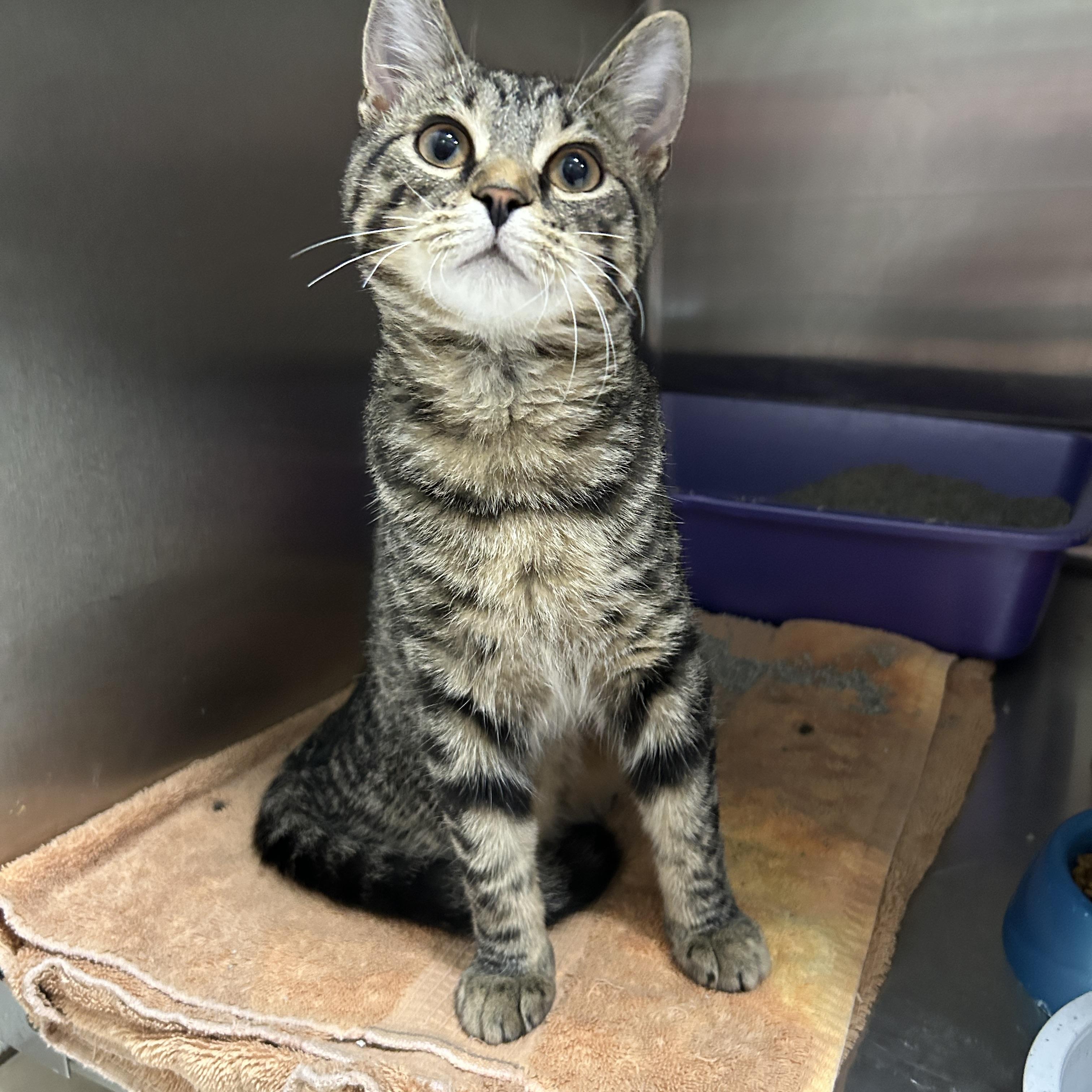 Mighty Eagle, adopted, Young Male Domestic Short Hair.
