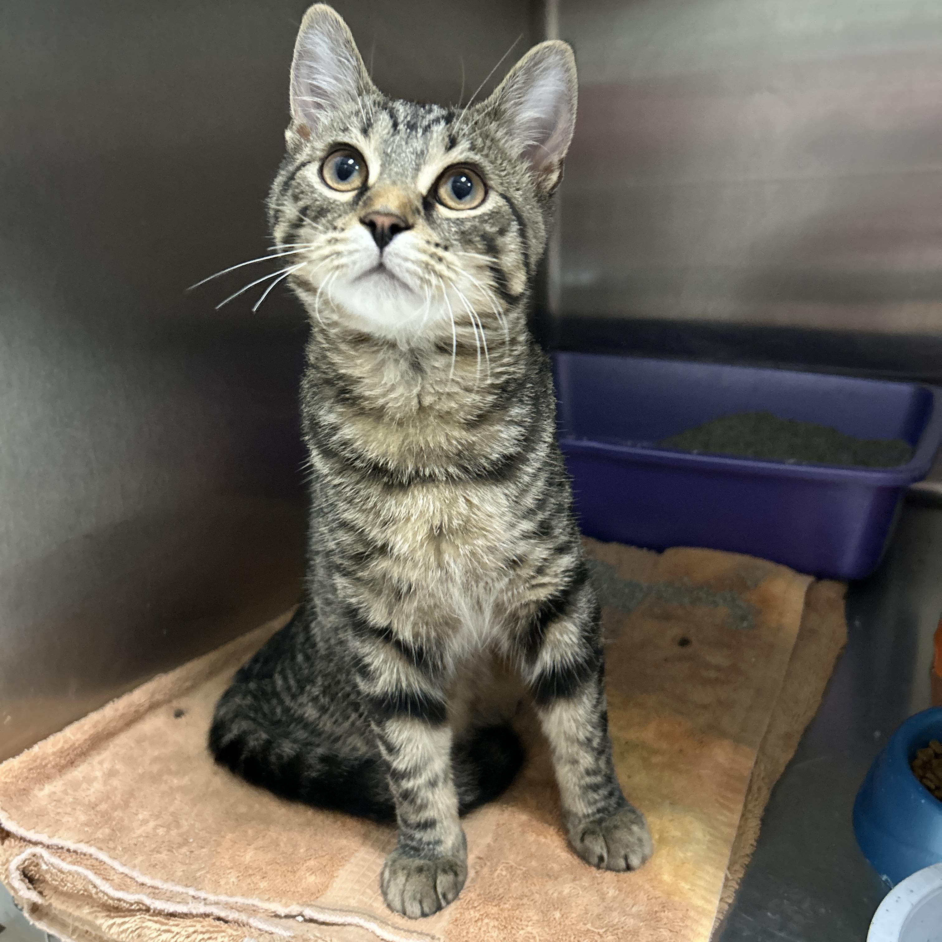 Enlarge Mighty Eagle, an adopted Domestic Short Hair in La Grange Park, IL image 5/5