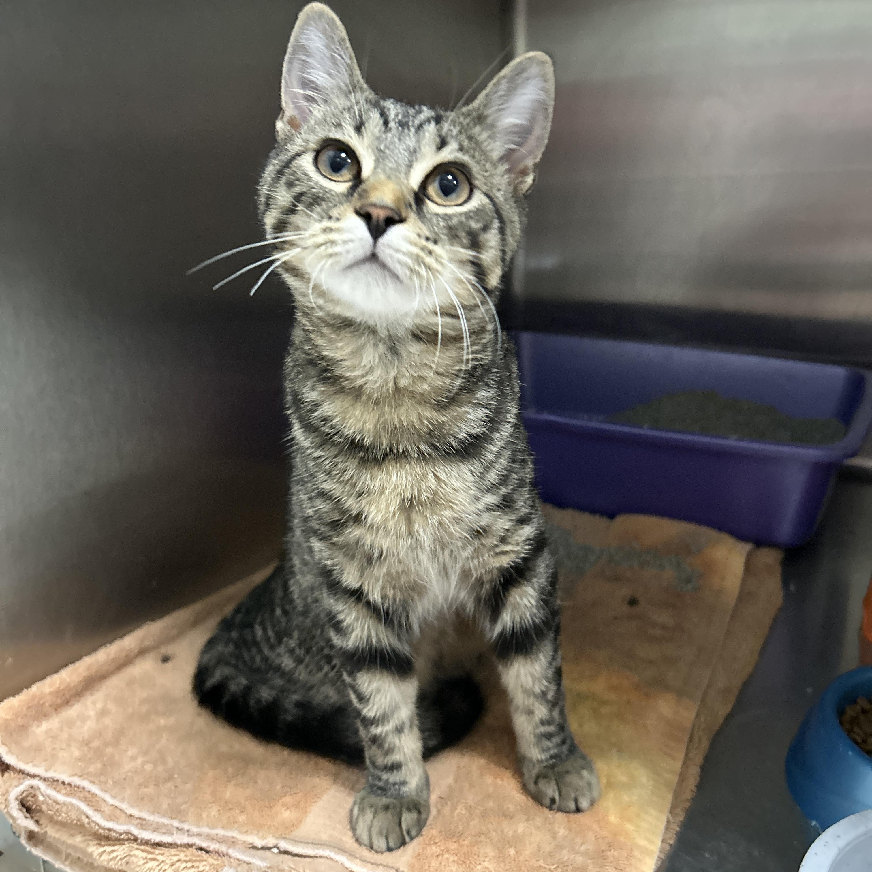 Enlarge Mighty Eagle, an adopted Domestic Short Hair in La Grange Park, IL image 3/5