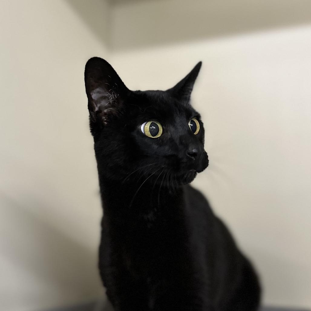 Enlarge Khaleesie, a Adoptable Domestic Short Hair in Spanish Fork, UT image 1/3