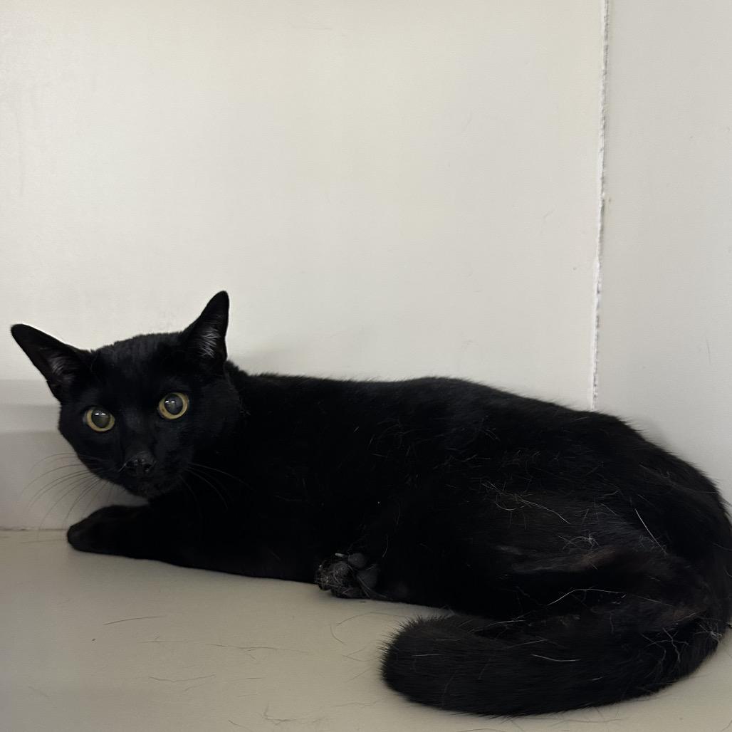 Enlarge Khaleesie, a Adoptable Domestic Short Hair in Spanish Fork, UT image 2/3