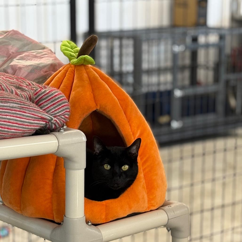 Enlarge Khaleesie, a Adoptable Domestic Short Hair in Spanish Fork, UT image 3/3