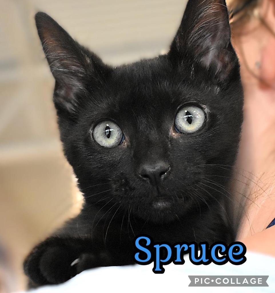 Spruce, Adoptable, Kitten Male Domestic Short Hair.
