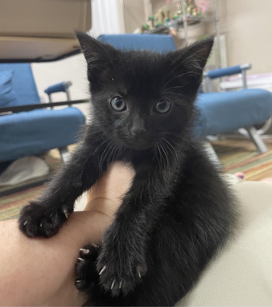 Spruce, a Adoptable mixed breed in Fort Oglethorpe, GA image 1/2