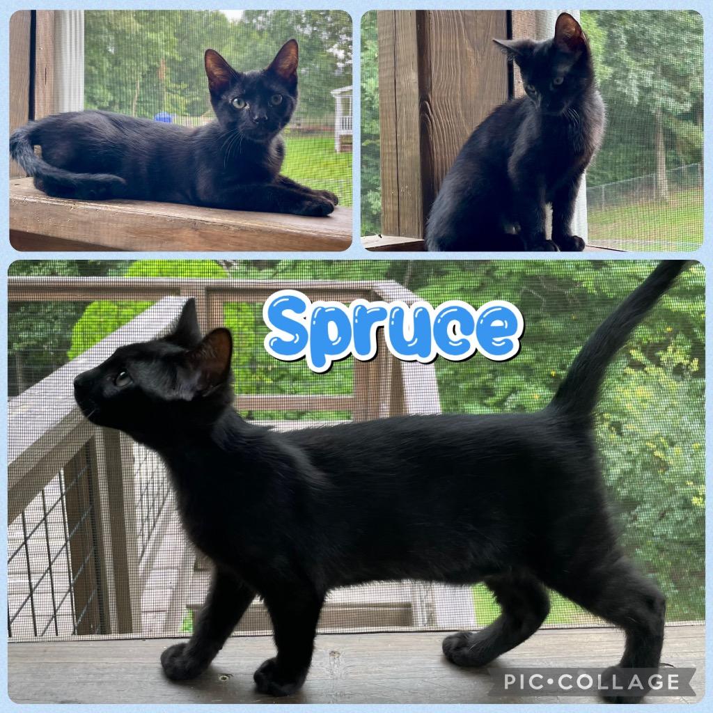 Spruce, a Adoptable mixed breed in Fort Oglethorpe, GA image 2/2