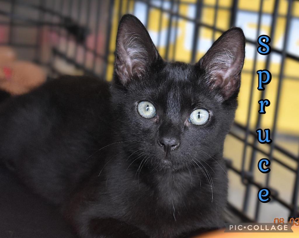 Spruce, a Adoptable mixed breed in Fort Oglethorpe, GA image 2/2