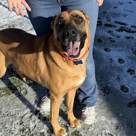 Athena, a Adoptable mixed breed in Cody, WY image 2/6
