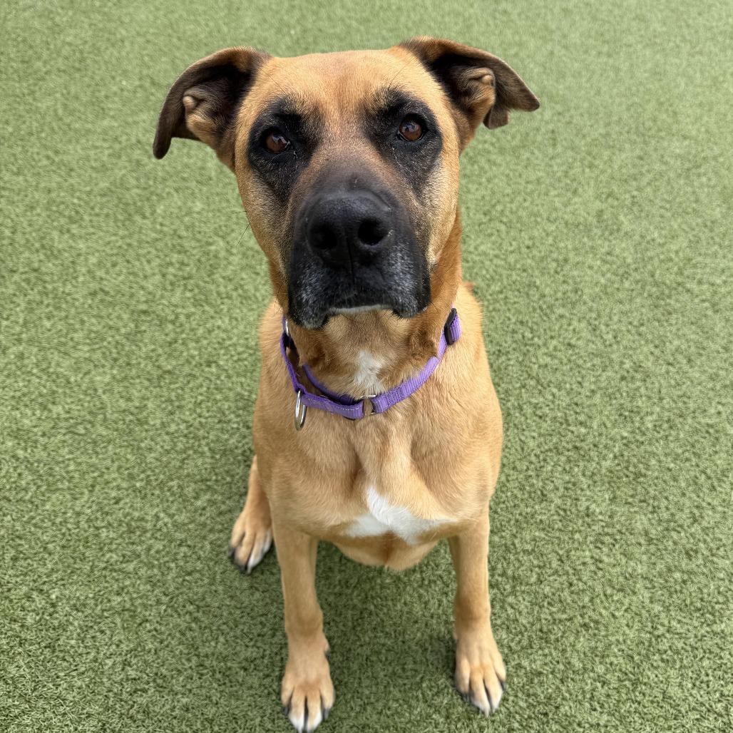 Athena, a Adoptable mixed breed in Cody, WY image 4/6