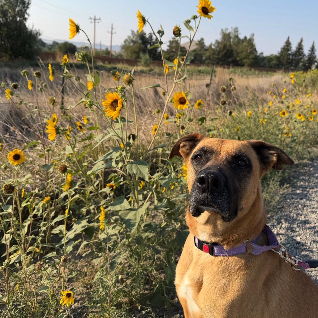 Athena, a Adoptable mixed breed in Cody, WY image 5/6